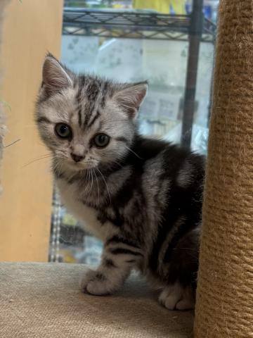 アメリカンショートヘアー