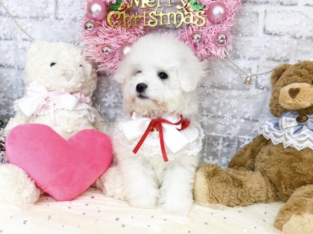 ビションフリーゼ