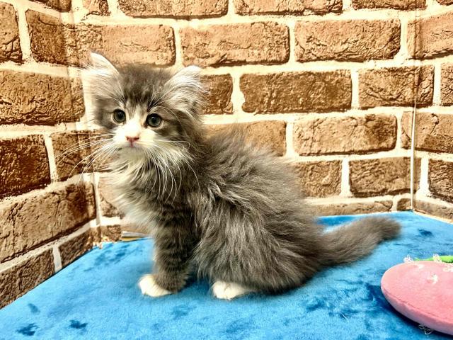 ノルウェージャンフォレストキャット