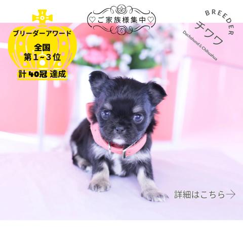 チワワ　ロング