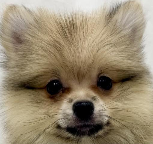 ポメラニアン