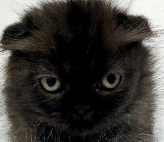 フォールデックス