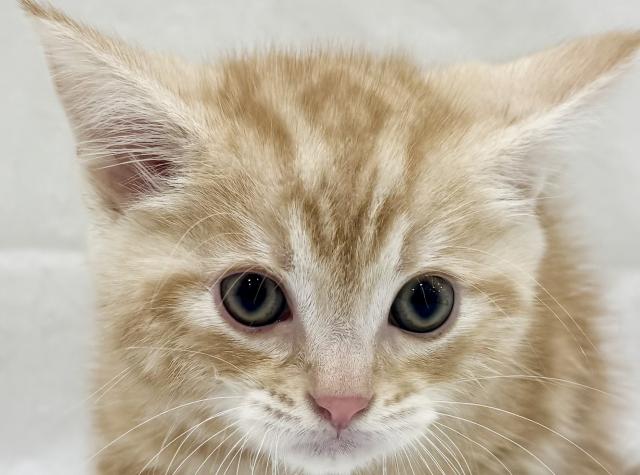 アメリカンショートヘアー