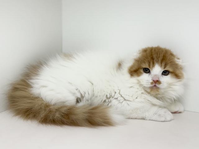 スコティッシュフォールド