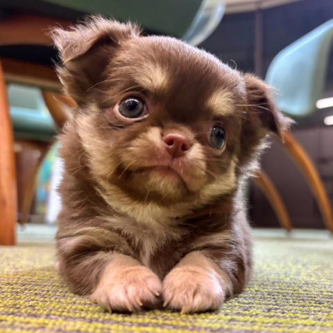 チワワ(ロングコート)