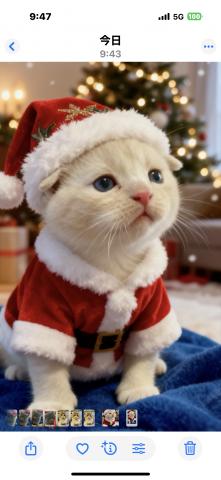 セント・ガネーシャ