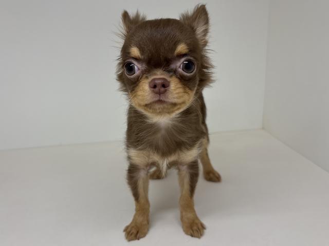 チワワ(ロングコート)