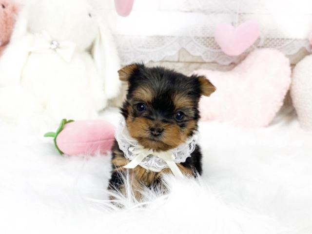 ヨークシャーテリア