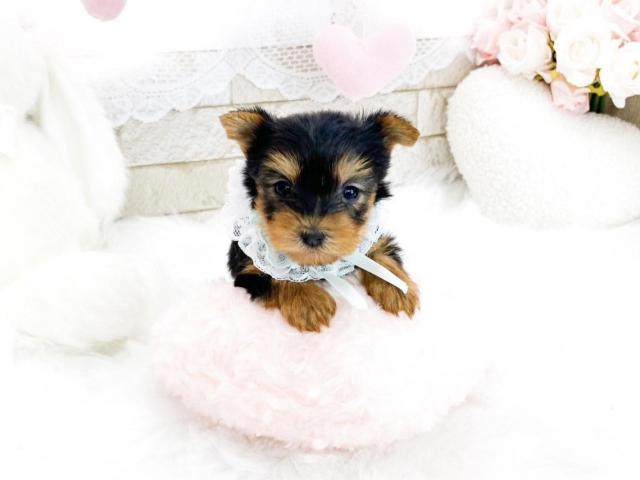 ヨークシャーテリア