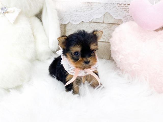 ヨークシャーテリア