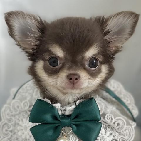 チワワ（ロングコート）