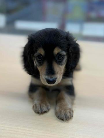 愛嬌たっぷりのダックスくん♥♥