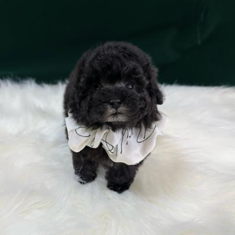 トイプードルタイニープードル