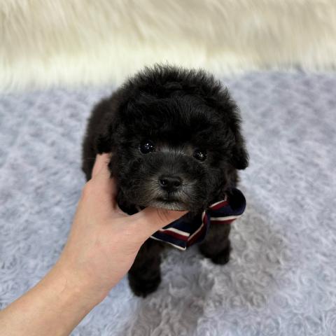 トイプードルタイニープードル