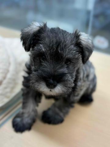 優しいお顔のシュナちゃん♡