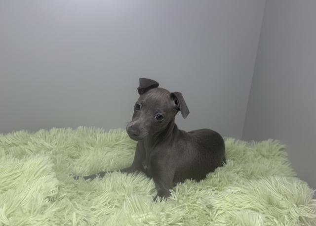 イタリアングレーハウンド