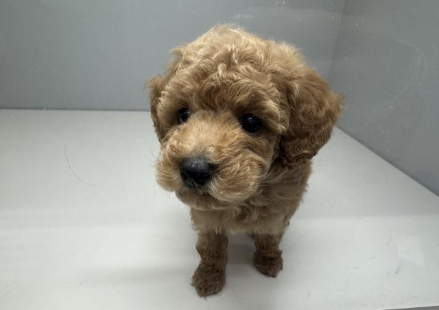 トイプードル