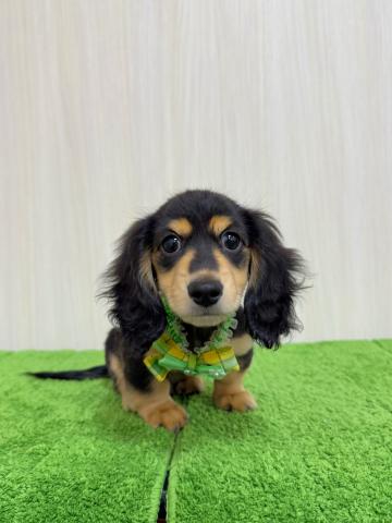 ミニチュアダックスフンド