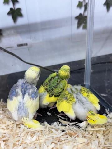 セキセイインコ