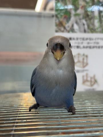 小桜インコ