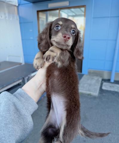 ミニチュアダックスフンド