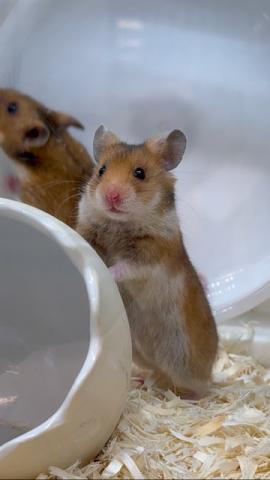 ゴールデンハムスター