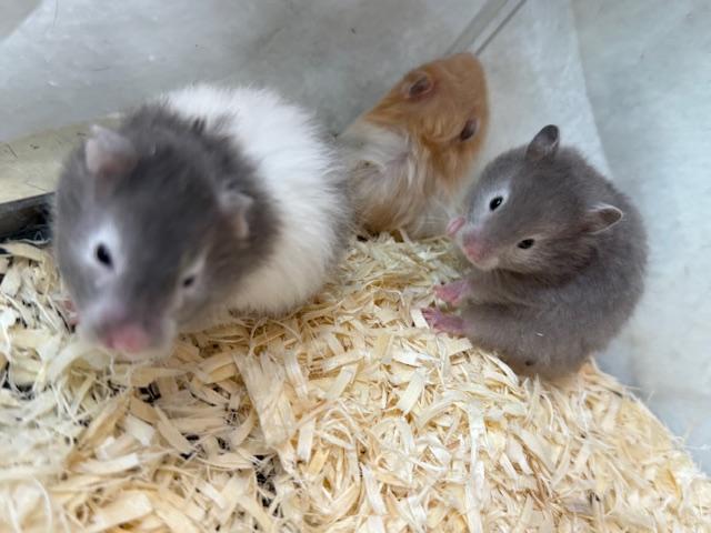 ロングコートハムスター