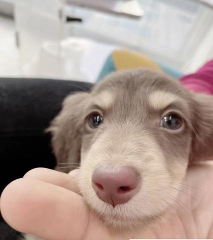 ミニチュアダックスフンド