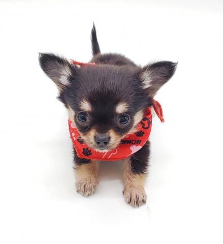 チワワ(ロングコート)