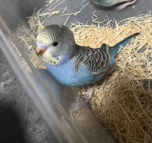 セキセイインコブルー系手乗り