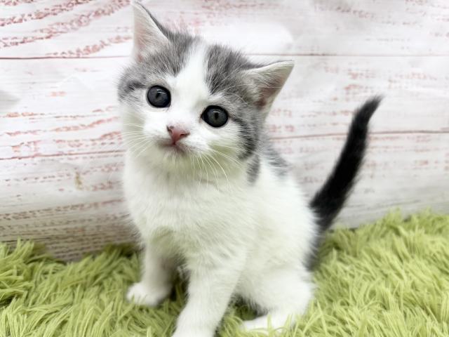 スコティッシュフォールド