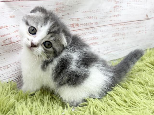 スコティッシュフォールド