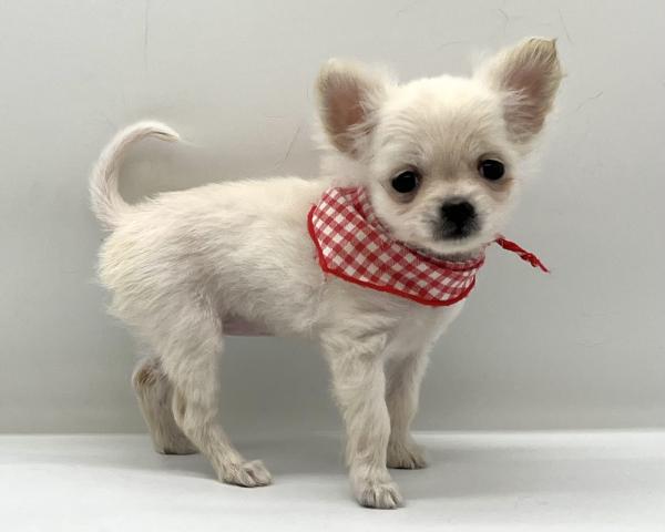 MIXポメラニアン×チワワ