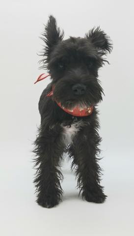 ミニチュアシュナウザー