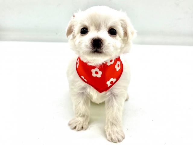 MIXチワワ×ビションフリーゼ