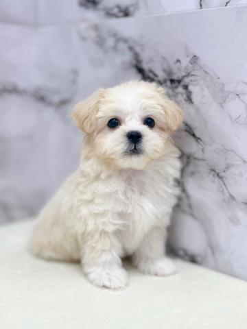 MIXペキニーズ×トイプードル【12/19お写真、動画更新！】クリーム色でふわふわな毛並みがかわいいペキプー