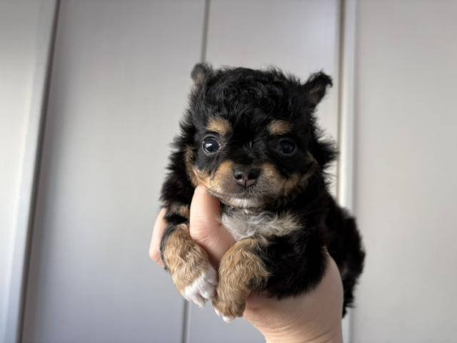 チワワ(ロングコート)