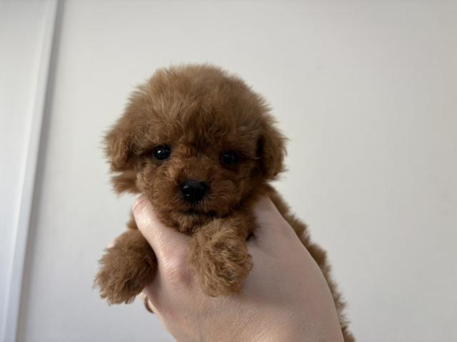 トイプードルティーカップサイズ