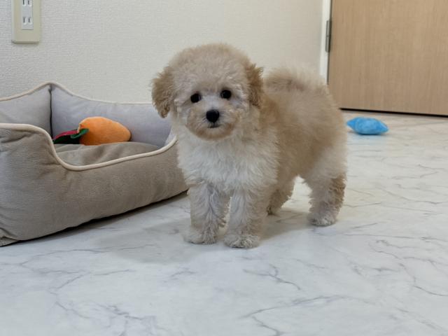 トイプードルタイニーサイズ