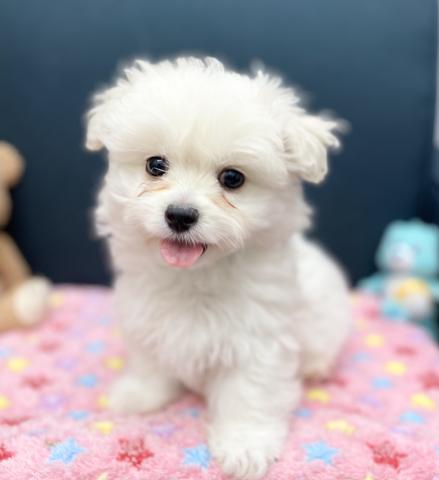 ペキニーズ×ビションフリーゼ