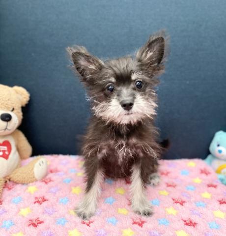 ポメラニアン×ミニチュアシュナウザー