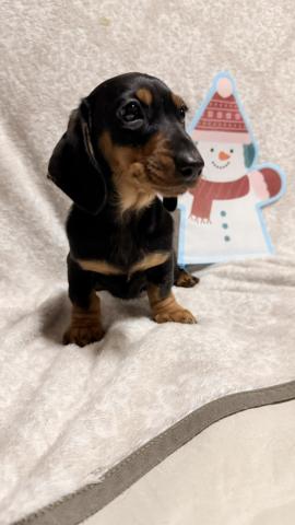 ミニチュアダックスフンド