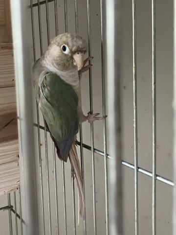 ウロコインコペア