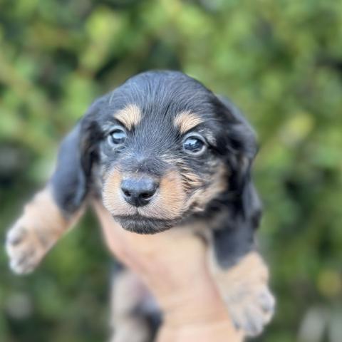 ミニチュアダックスフンド