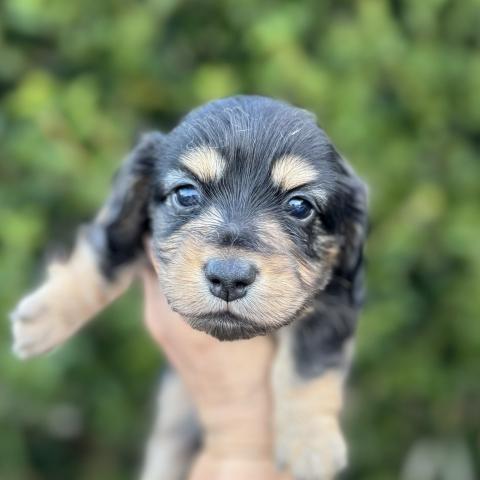 ミニチュアダックスフンド