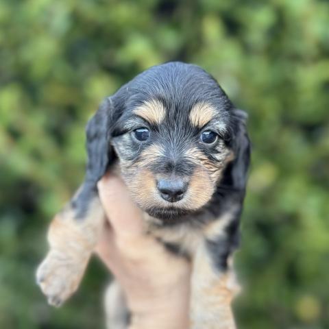 ミニチュアダックスフンド