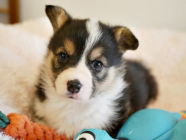 ウェルシュコーギーペンブローク