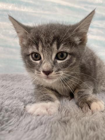 アメリカンカール