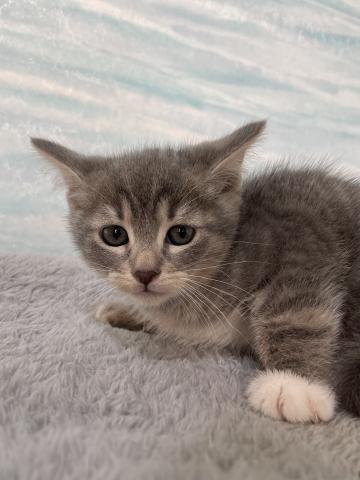 アメリカンカール