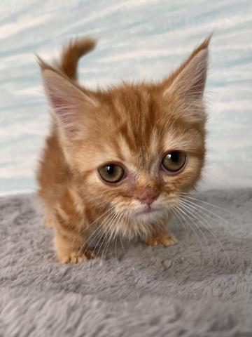 ミヌエット（旧ナポレオン）